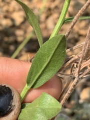 Sericocarpus oregonensis