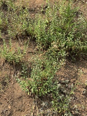 Sericocarpus oregonensis