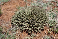 Anthacanthae