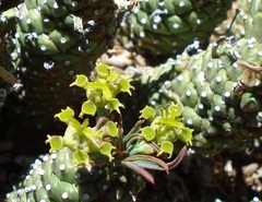 Anthacanthae