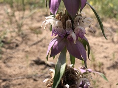 Monarda humilis
