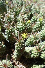 Anthacanthae