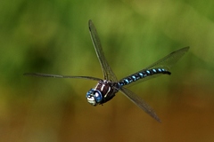 Aeshna palmata