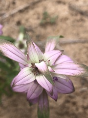 Monarda humilis