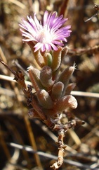 Trichodiadema setuliferum