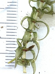 Elodea nuttallii