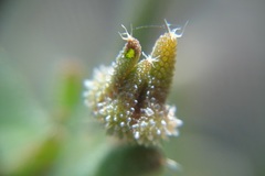 Trichodiadema setuliferum