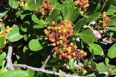 Searsia laevigata laevigata