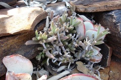 Trichodiadema setuliferum