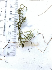Elodea nuttallii