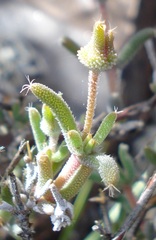 Trichodiadema setuliferum