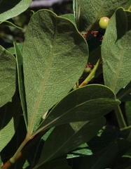 Searsia laevigata laevigata