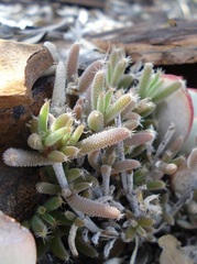 Trichodiadema setuliferum