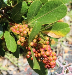 Searsia laevigata laevigata
