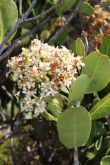 Olea capensis capensis