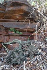 Haworthiopsis tessellata