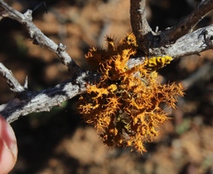 Teloschistes puber
