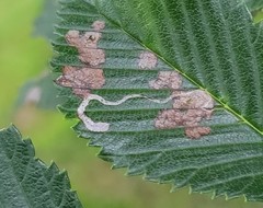 Stigmella multispicata
