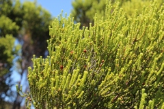 Erica tristis
