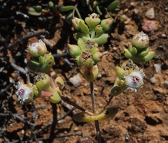 Stoeberia frutescens