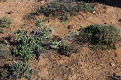 Stoeberia frutescens