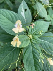 Impatiens parviflora