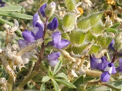 Lupinus kingii