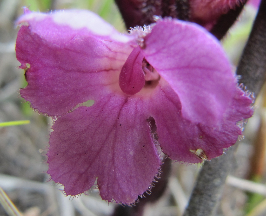 Few-flowered Inkflower