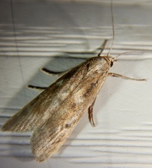 Occidentalia comptulatalis