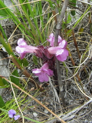 Harveya pauciflora