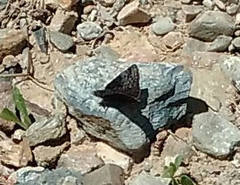 Erynnis icelus