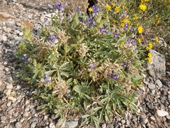 Lupinus kingii