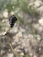 Acmaeodera gibbula