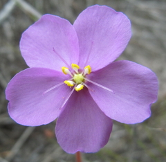 Drosera cuneifolia