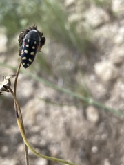 Acmaeodera gibbula