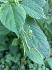 Impatiens parviflora