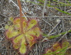 Drosera cuneifolia