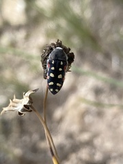 Acmaeodera gibbula