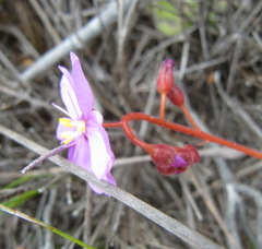 Drosera cuneifolia