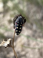 Acmaeodera gibbula