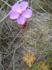 Drosera cuneifolia