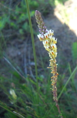 Hebenstretia integrifolia
