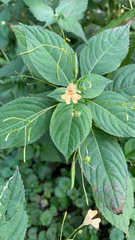 Impatiens parviflora