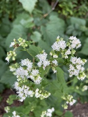 Ageratina altissima