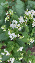 Ageratina altissima
