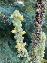 Verbascum thapsus