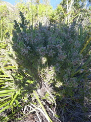 Indigofera flabellata