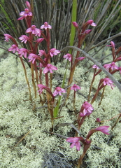 Disa vaginata