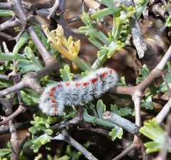 Pelargonium crithmifolium