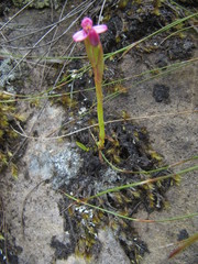 Disa vaginata